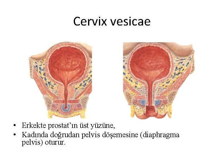 Cervix vesicae • Erkekte prostat’ın üst yüzüne, • Kadında doğrudan pelvis döşemesine (diaphragma pelvis)