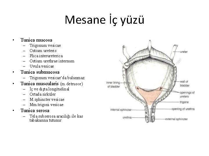 Mesane İç yüzü • Tunica mucosa – – – • • • Trigonum vesicae