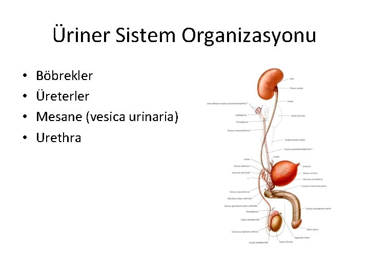 Üriner Sistem Organizasyonu • • Böbrekler Üreterler Mesane (vesica urinaria) Urethra 