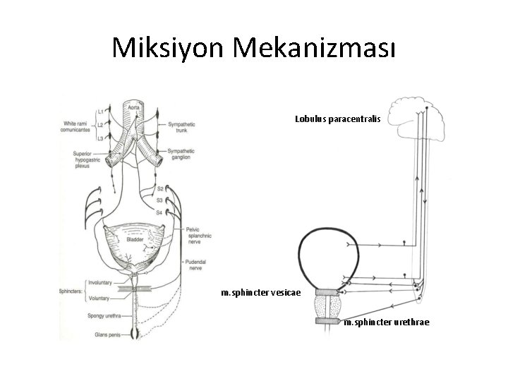 Miksiyon Mekanizması Lobulus paracentralis m. sphincter vesicae m. sphincter urethrae 