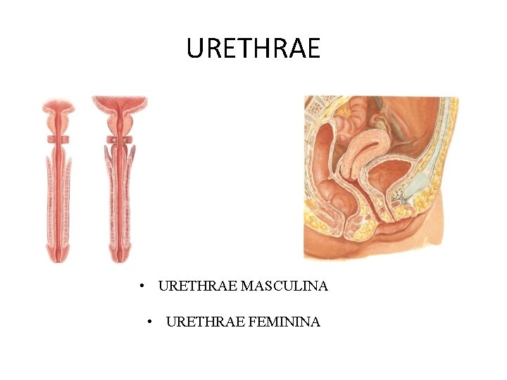 URETHRAE • URETHRAE MASCULINA • URETHRAE FEMININA 