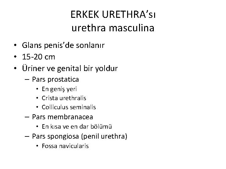 ERKEK URETHRA’sı urethra masculina • Glans penis’de sonlanır • 15 -20 cm • Üriner
