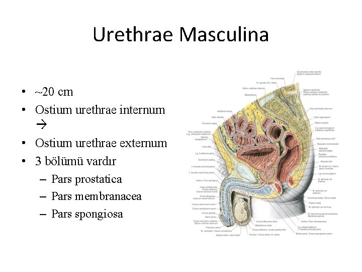 Urethrae Masculina • ~20 cm • Ostium urethrae internum • Ostium urethrae externum •