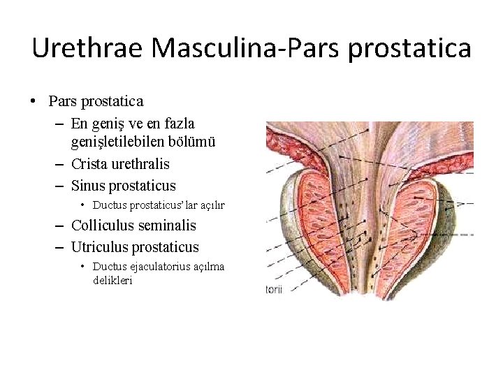 Urethrae Masculina-Pars prostatica • Pars prostatica – En geniş ve en fazla genişletilebilen bölümü
