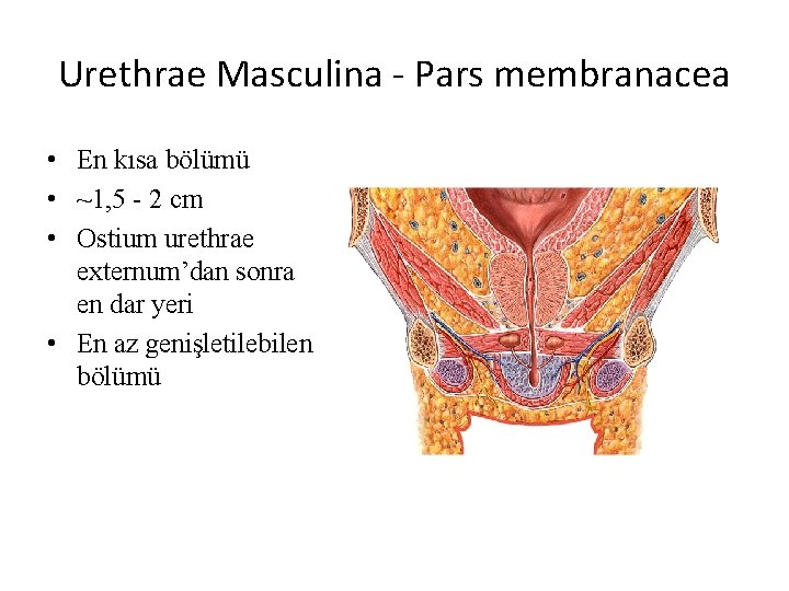 Urethrae Masculina - Pars membranacea • En kısa bölümü • ~1, 5 - 2