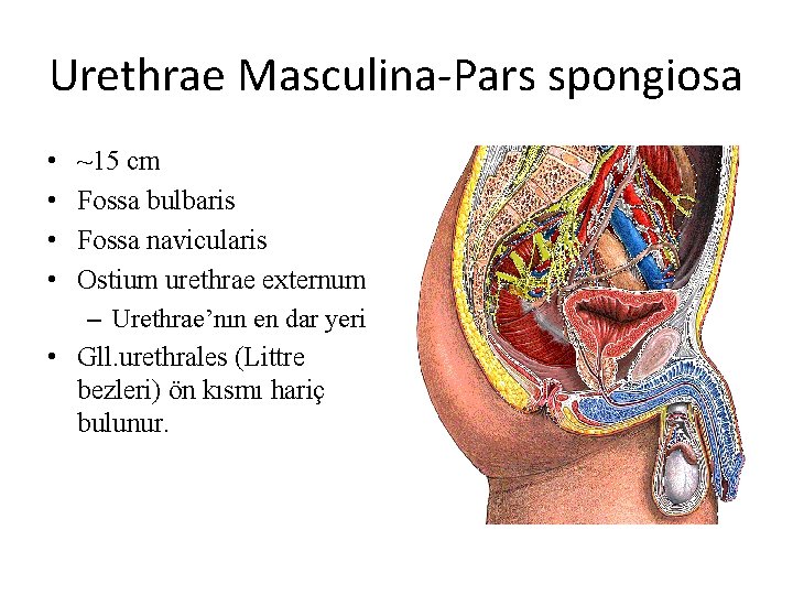 Urethrae Masculina-Pars spongiosa • • ~15 cm Fossa bulbaris Fossa navicularis Ostium urethrae externum