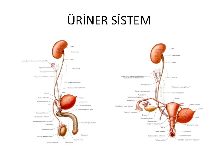 ÜRİNER SİSTEM 