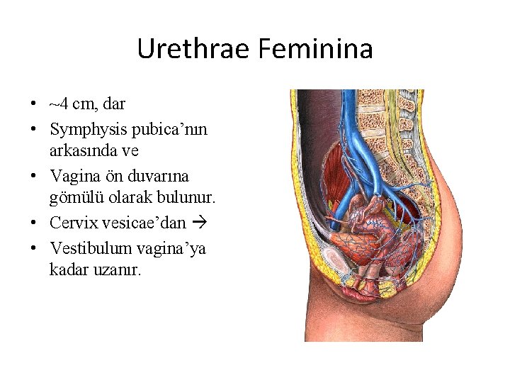 Urethrae Feminina • ~4 cm, dar • Symphysis pubica’nın arkasında ve • Vagina ön