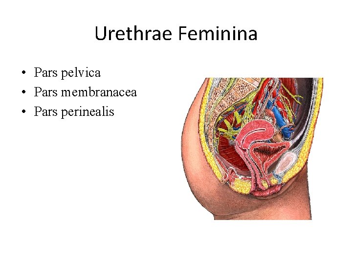 Urethrae Feminina • Pars pelvica • Pars membranacea • Pars perinealis 