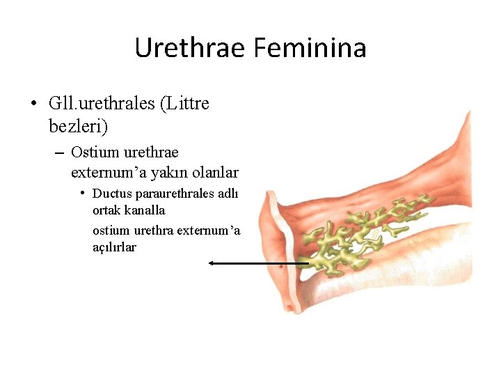 Urethrae Feminina • Gll. urethrales (Littre bezleri) – Ostium urethrae externum’a yakın olanlar •