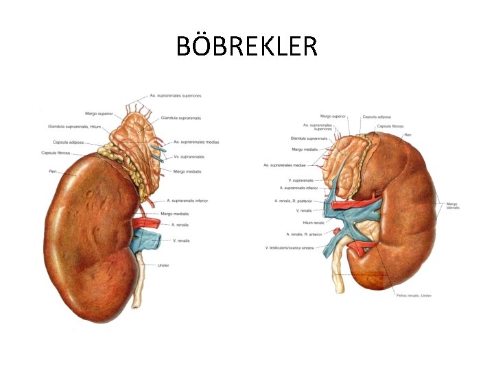 BÖBREKLER 