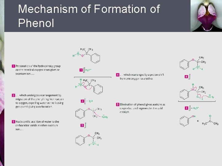 Mechanism of Formation of Phenol 