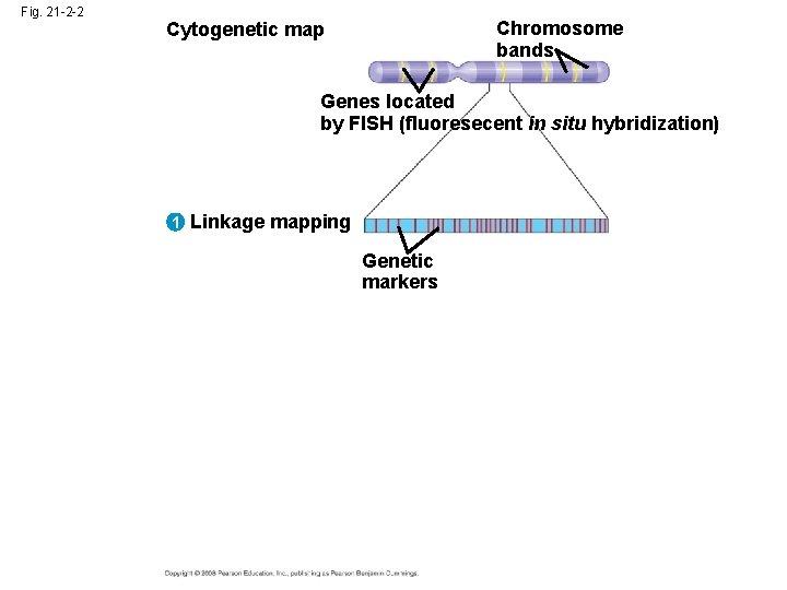 Fig. 21 -2 -2 Chromosome bands Cytogenetic map Genes located by FISH (fluoresecent in