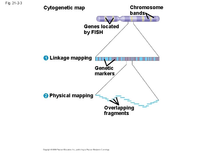 Fig. 21 -2 -3 Chromosome bands Cytogenetic map Genes located by FISH 1 Linkage