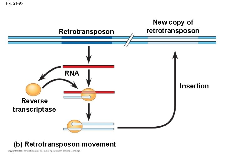 Fig. 21 -9 b Retrotransposon New copy of retrotransposon RNA Insertion Reverse transcriptase (b)
