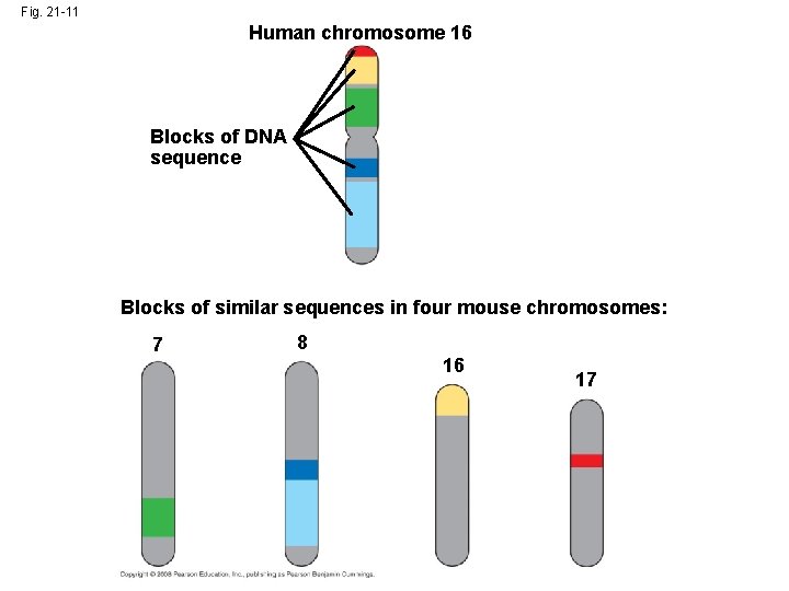 Fig. 21 -11 Human chromosome 16 Blocks of DNA sequence Blocks of similar sequences
