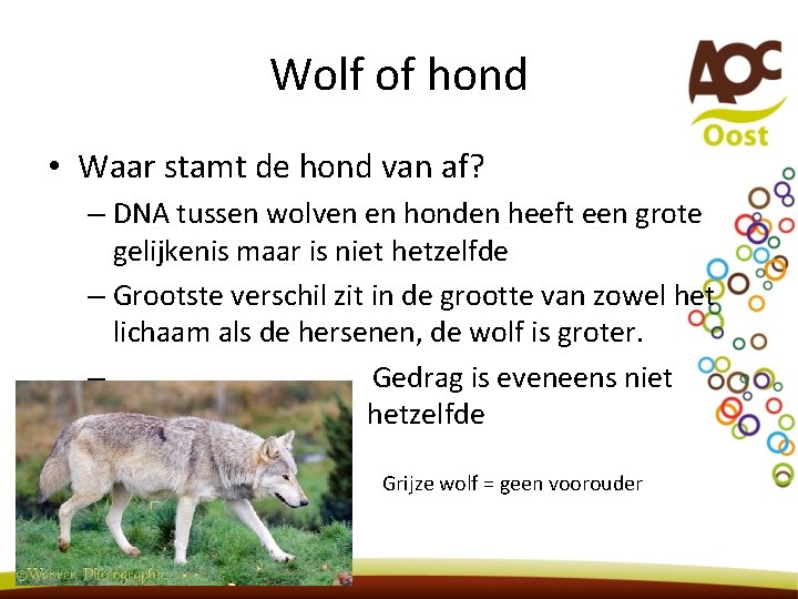 Wolf of hond • Waar stamt de hond van af? – DNA tussen wolven