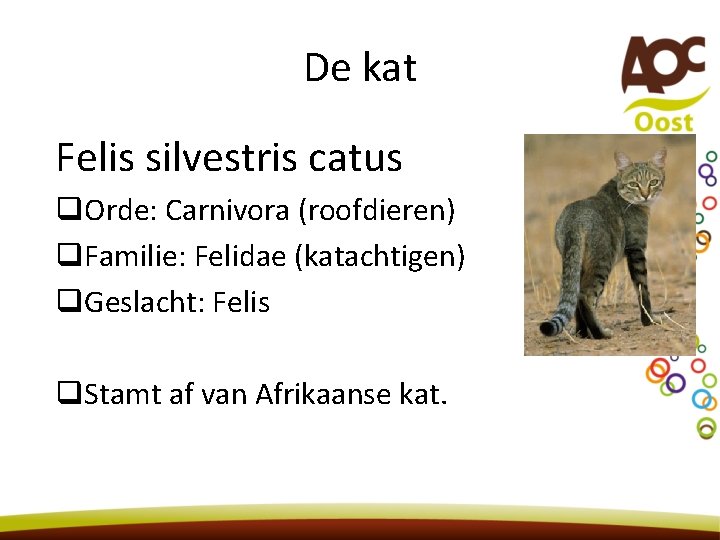 De kat Felis silvestris catus q. Orde: Carnivora (roofdieren) q. Familie: Felidae (katachtigen) q.