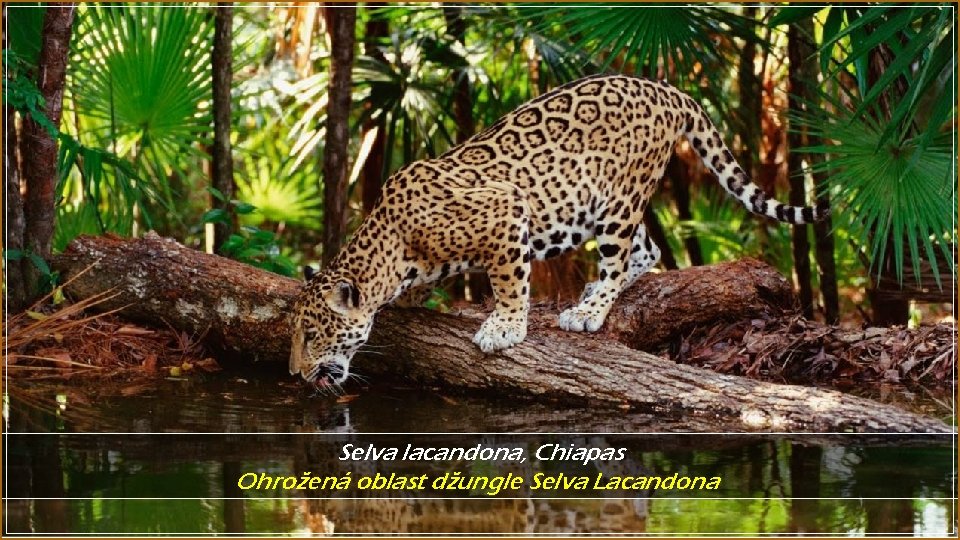 Selva lacandona, Chiapas Ohrožená oblast džungle Selva Lacandona 