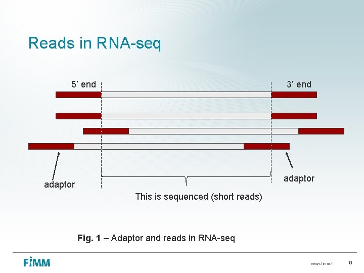 Reads in RNA-seq 5’ end 3’ end adaptor This is sequenced (short reads) Fig.