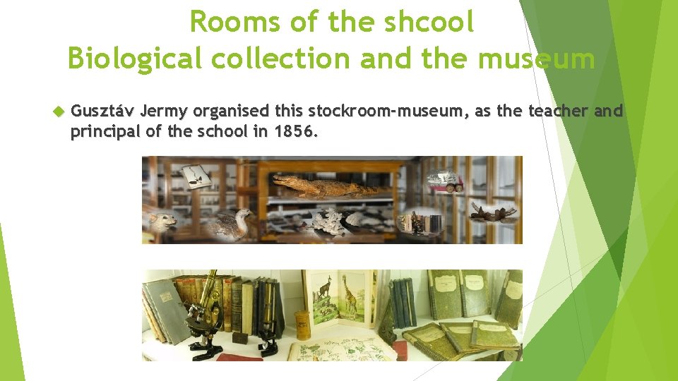 Rooms of the shcool Biological collection and the museum Gusztáv Jermy organised this stockroom-museum,