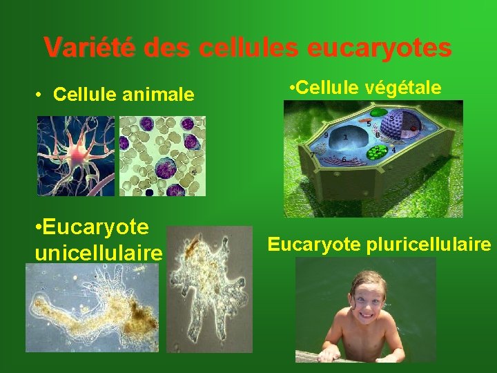 Variété des cellules eucaryotes • Cellule animale • Eucaryote unicellulaire • Cellule végétale Eucaryote