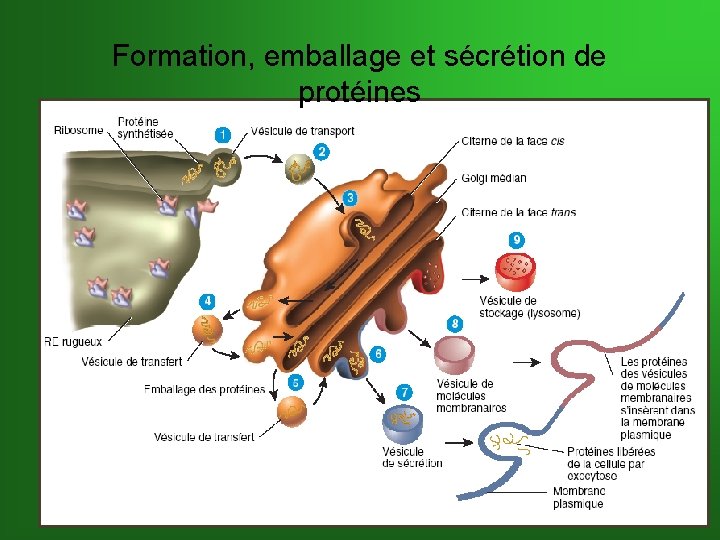 Formation, emballage et sécrétion de protéines 