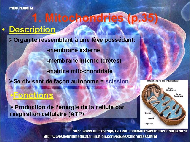 1. Mitochondries (p. 35) • Description ØOrganite ressemblant à une fève possédant: -membrane externe
