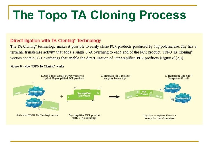 The Topo TA Cloning Process 