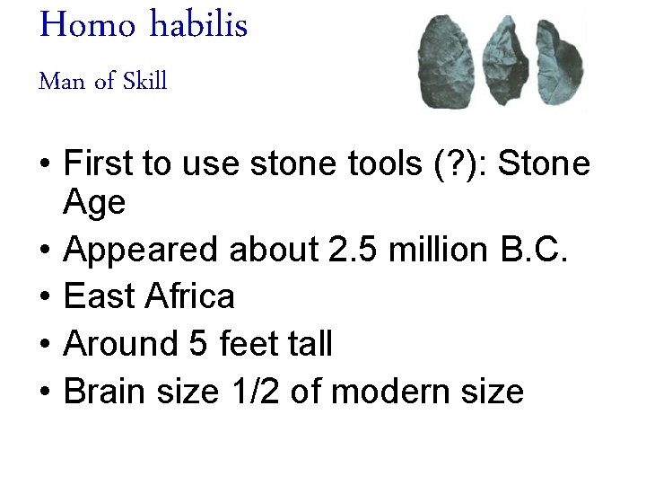 Homo habilis Man of Skill • First to use stone tools (? ): Stone