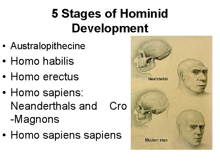 5 Stages of Hominid Development • Australopithecine • Homo habilis • Homo erectus •