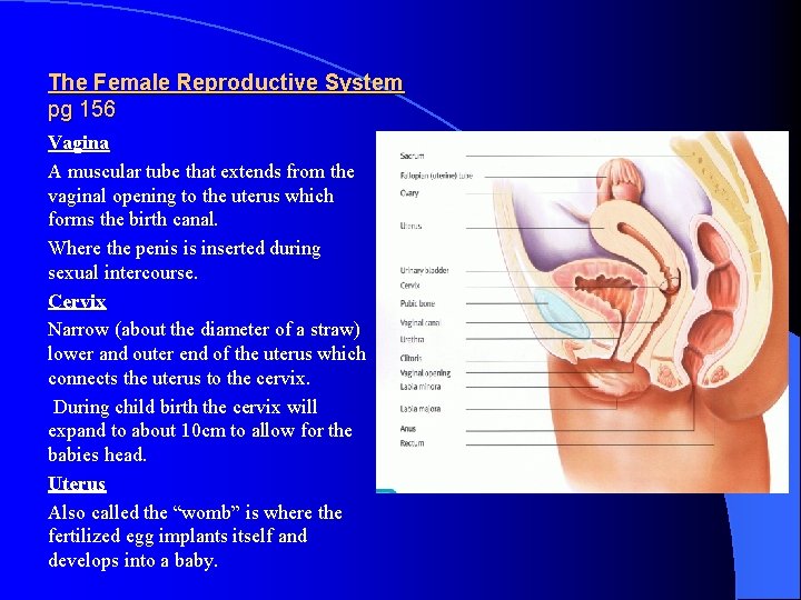 The Female Reproductive System pg 156 Vagina A muscular tube that extends from the