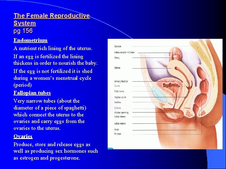 The Female Reproductive System pg 156 Endometrium A nutrient rich lining of the uterus.