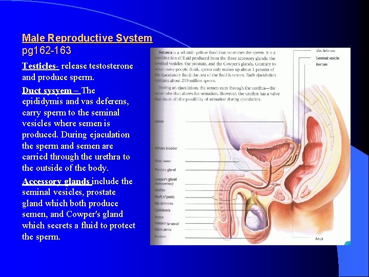 Male Reproductive System pg 162 -163 Testicles- release testosterone and produce sperm. Duct sysyem