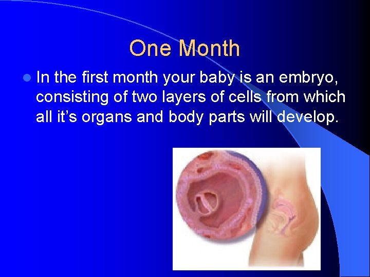 One Month l In the first month your baby is an embryo, consisting of