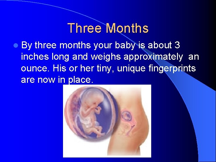 Three Months l By three months your baby is about 3 inches long and