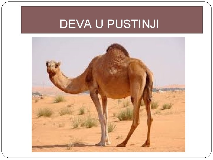 DEVA U PUSTINJI 