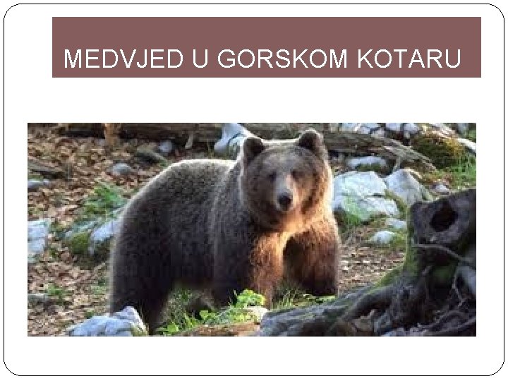 MEDVJED U GORSKOM KOTARU 