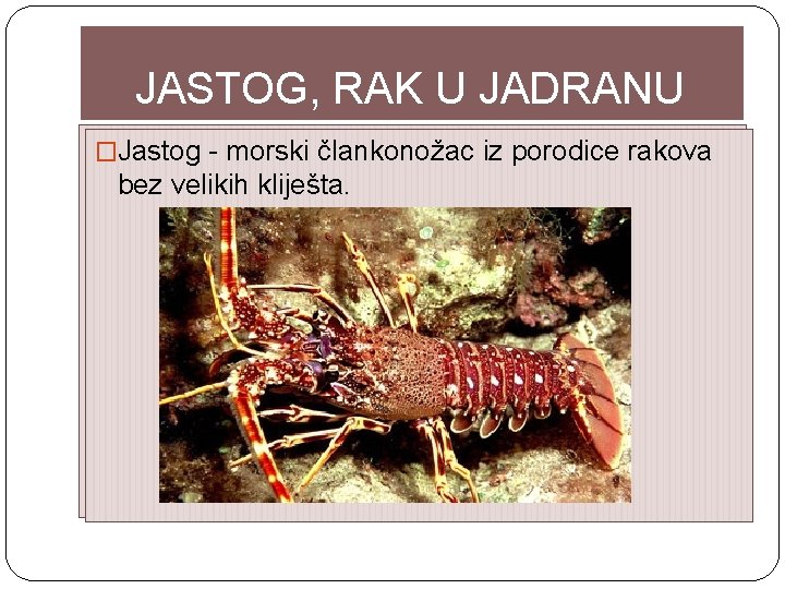 JASTOG, RAK U JADRANU � �Jastog--morskičlankonožacizizporodicerakova bez bezvelikihkliješta. 