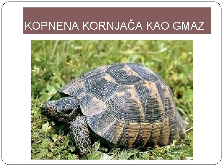 KOPNENA KORNJAČA KAO GMAZ 