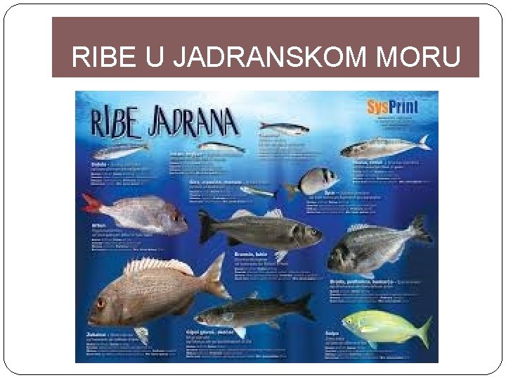 RIBE U JADRANSKOM MORU 