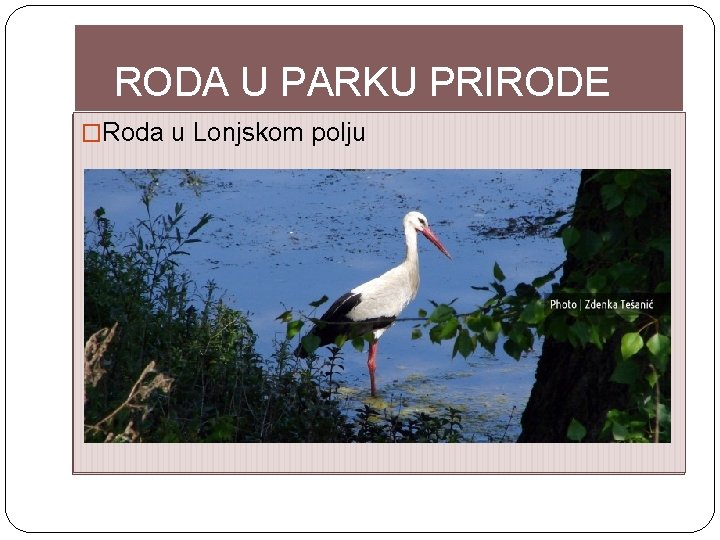 RODA U PARKU PRIRODE �Roda u Lonjskom polju 