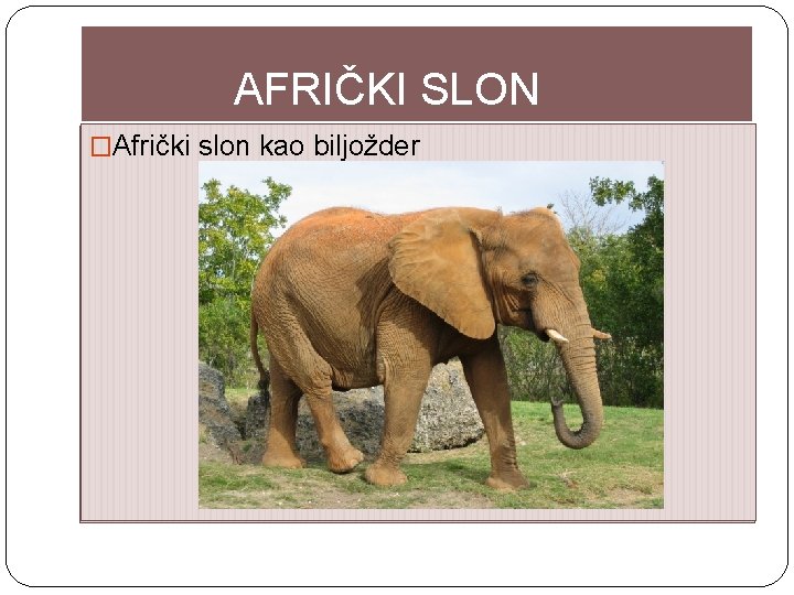 AFRIČKI SLON �Afrički slon kao biljožder 