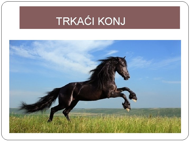 TRKAĆI KONJ 