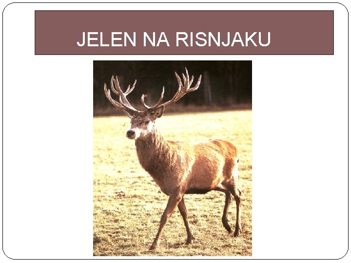 JELEN NA RISNJAKU 