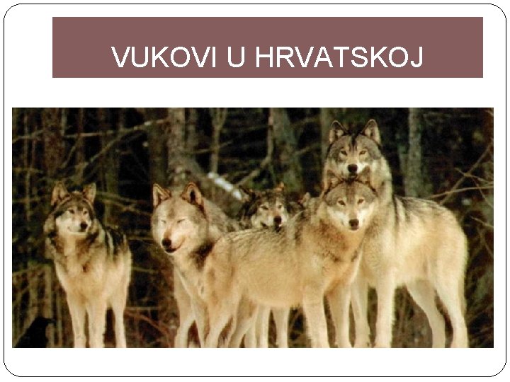 VUKOVI U HRVATSKOJ 