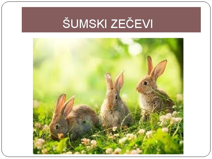 ŠUMSKI ZEČEVI 