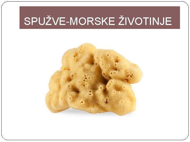 SPUŽVE-MORSKE ŽIVOTINJE 