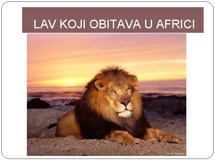 LAV KOJI OBITAVA U AFRICI 