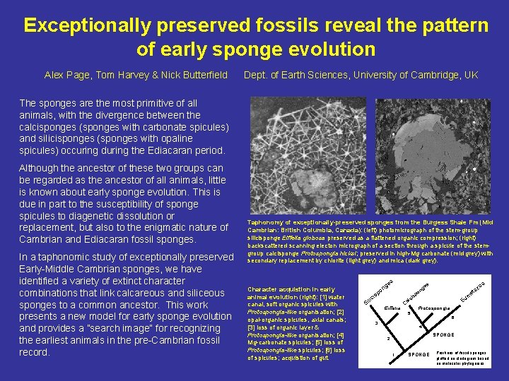 Exceptionally preserved fossils reveal the pattern of early sponge evolution Alex Page, Tom Harvey